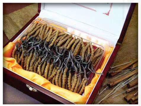 临高冬虫夏草回收